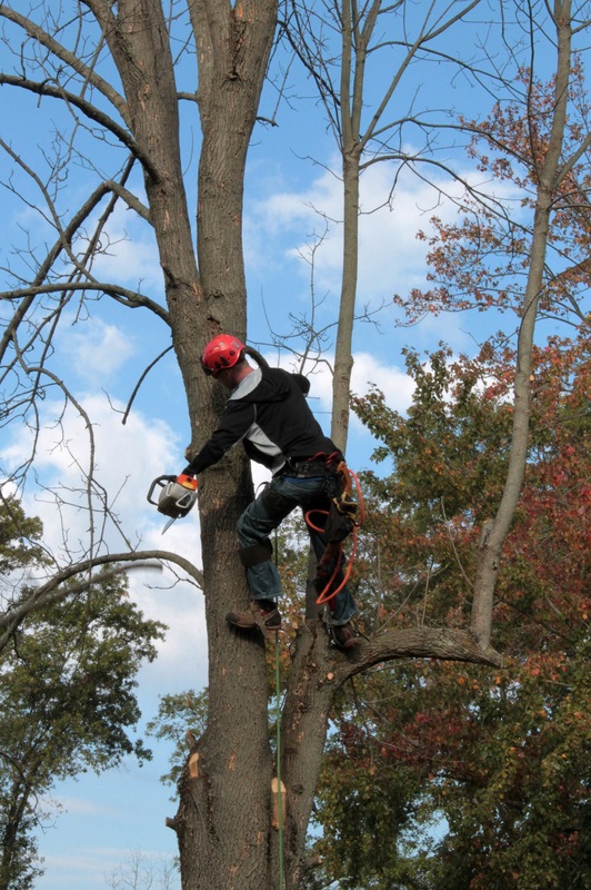 Fort Smith tree trimming