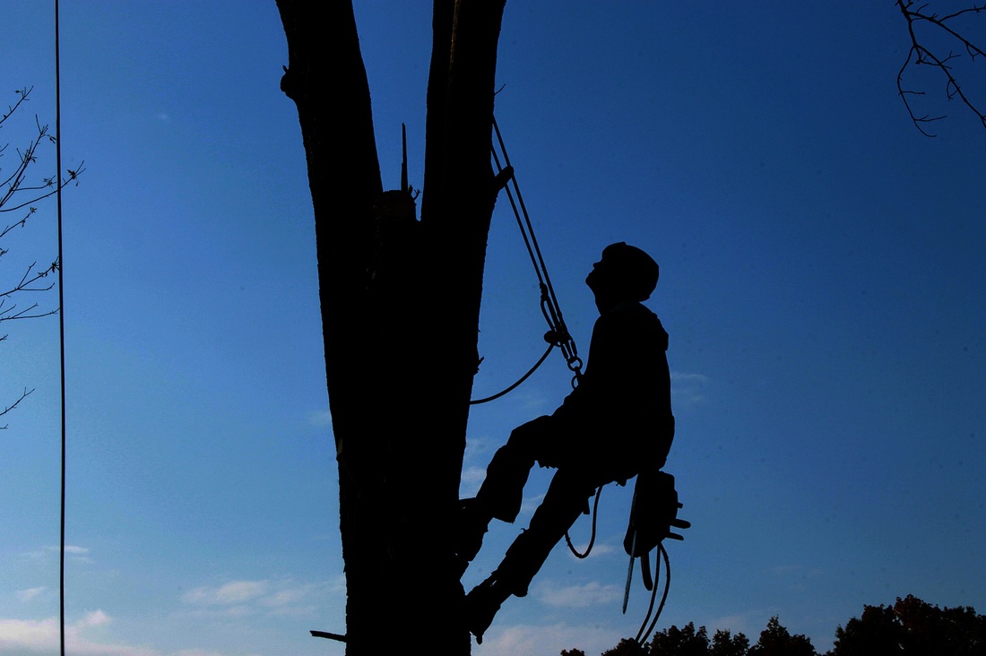 tree contractor fort smith ar