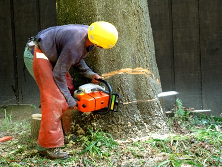 tree care service Fort Smith
